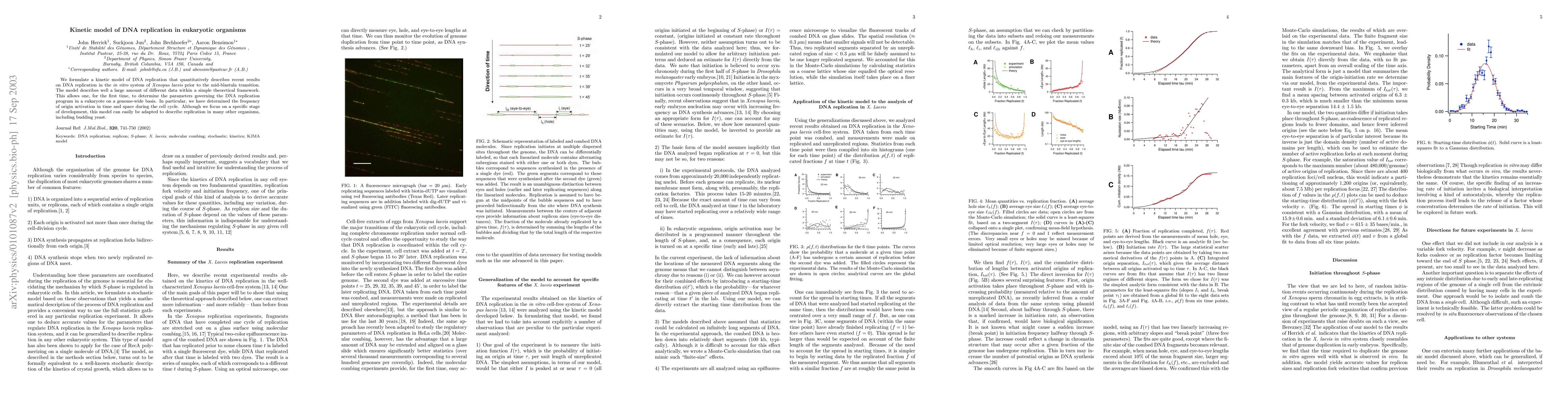 Thumbnail for Kinetic model of DNA replication in eukaryotic organisms