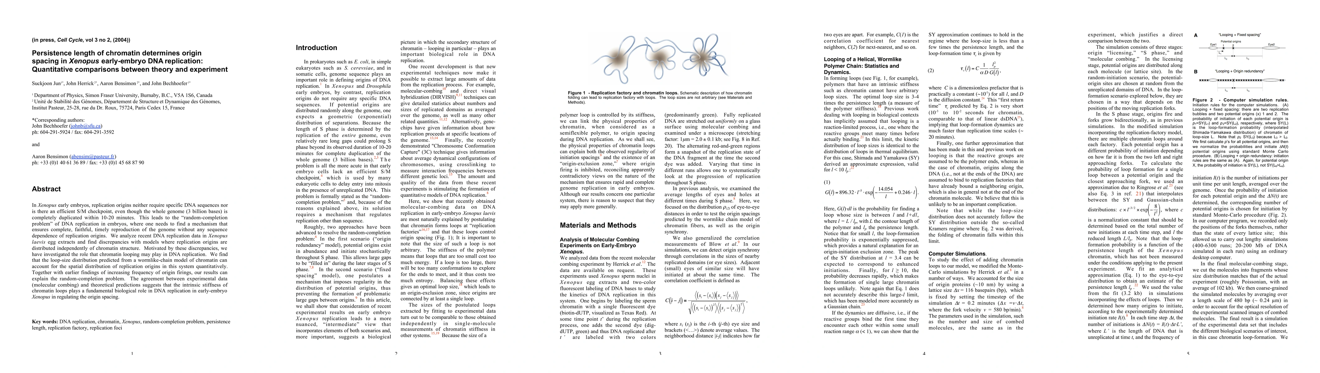Thumbnail for Persistence length of chromatin determines origin spacing in Xenopus
  early-embryo DNA replication: Quantitative comparisons between theory and
  experiment