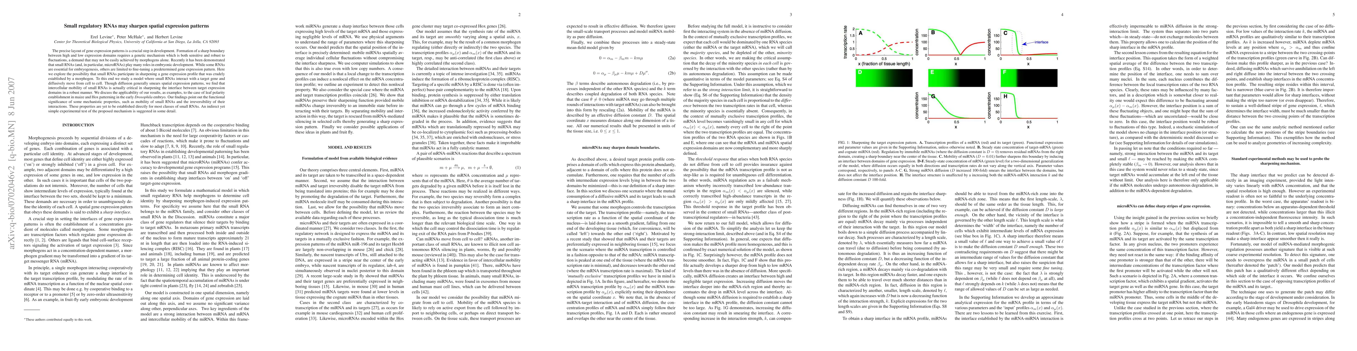 Thumbnail for microRNAs may sharpen spatial expression patterns