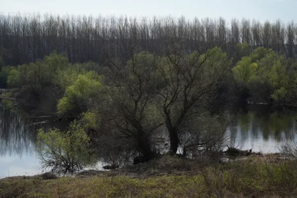 Eine ruhige Flusslandschaft mit dichtem grünen Gebüsch und Bäumen am Ufer, dahinter eine Reihe von kahlen Bäumen, aufgenommen zwischen Belgrad und Pančevo.