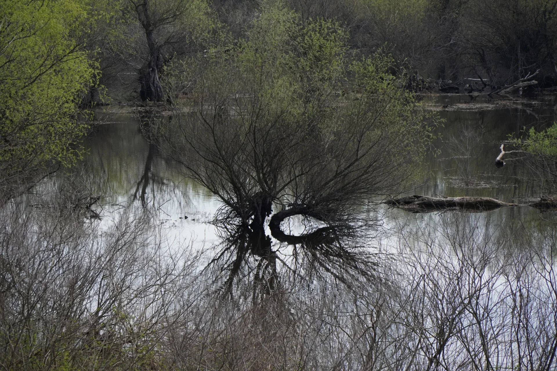 Eine Auenlandschaft mit einem gekrümmten Baum, dessen Äste sich über das Wasser erstrecken, nahe Pančevo, mit Spiegelungen im Wasser.