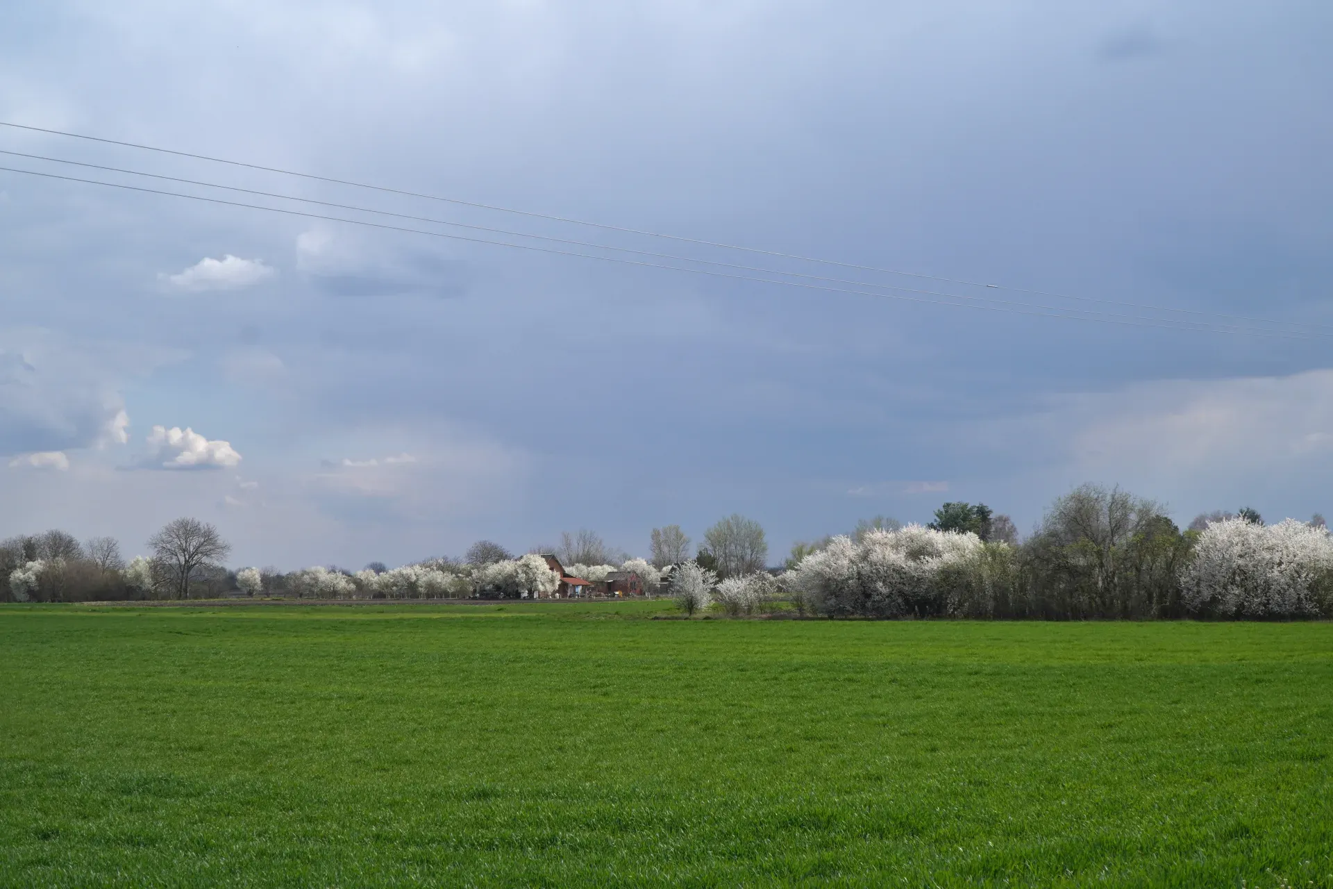 A wide green meadow in the foreground, with a row of white blooming trees and some buildings in the background. The sky is cloudy with visible power lines.
