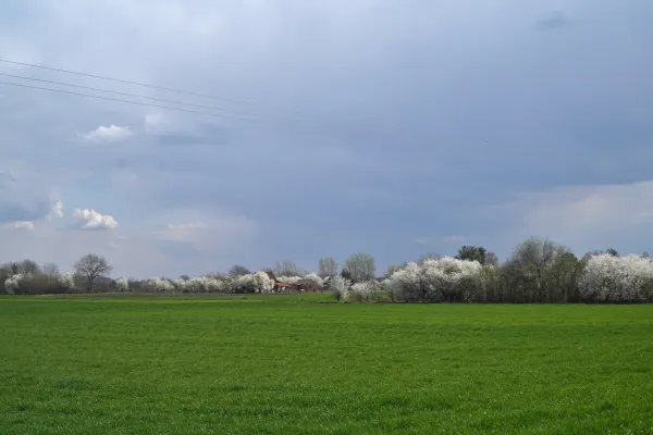 Eine weite grüne Wiese im Vordergrund, im Hintergrund eine Reihe von weiß blühenden Bäumen und einige Gebäude. Der Himmel ist bewölkt mit sichtbaren Stromleitungen.