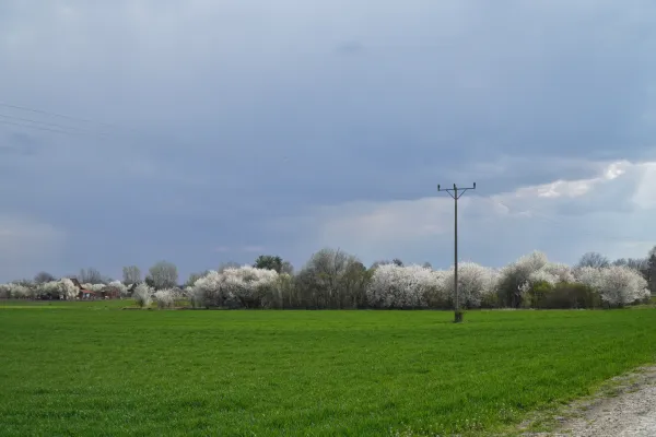 Ein grünes Feld in Serbien, mit blühenden Bäumen und Gebäuden in der Ferne, unter einem bewölkten Frühlingshimmel.