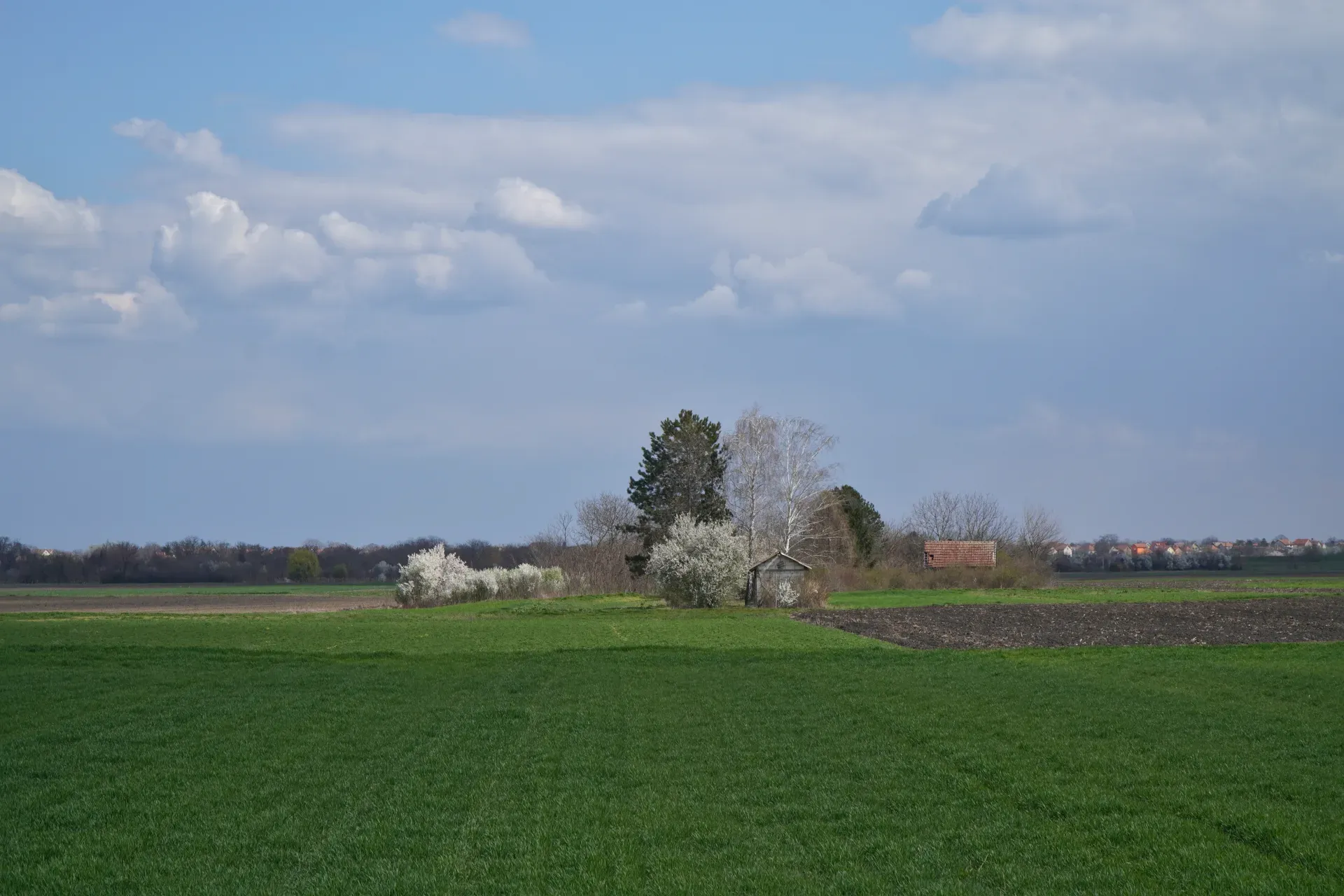 Un prato verde si estende fino a una piccola fattoria con un fienile e alberi da frutto in fiore, con la città di Kovin sullo sfondo, scattata sulla strada da Pančevo, Serbia, in una giornata di primavera.