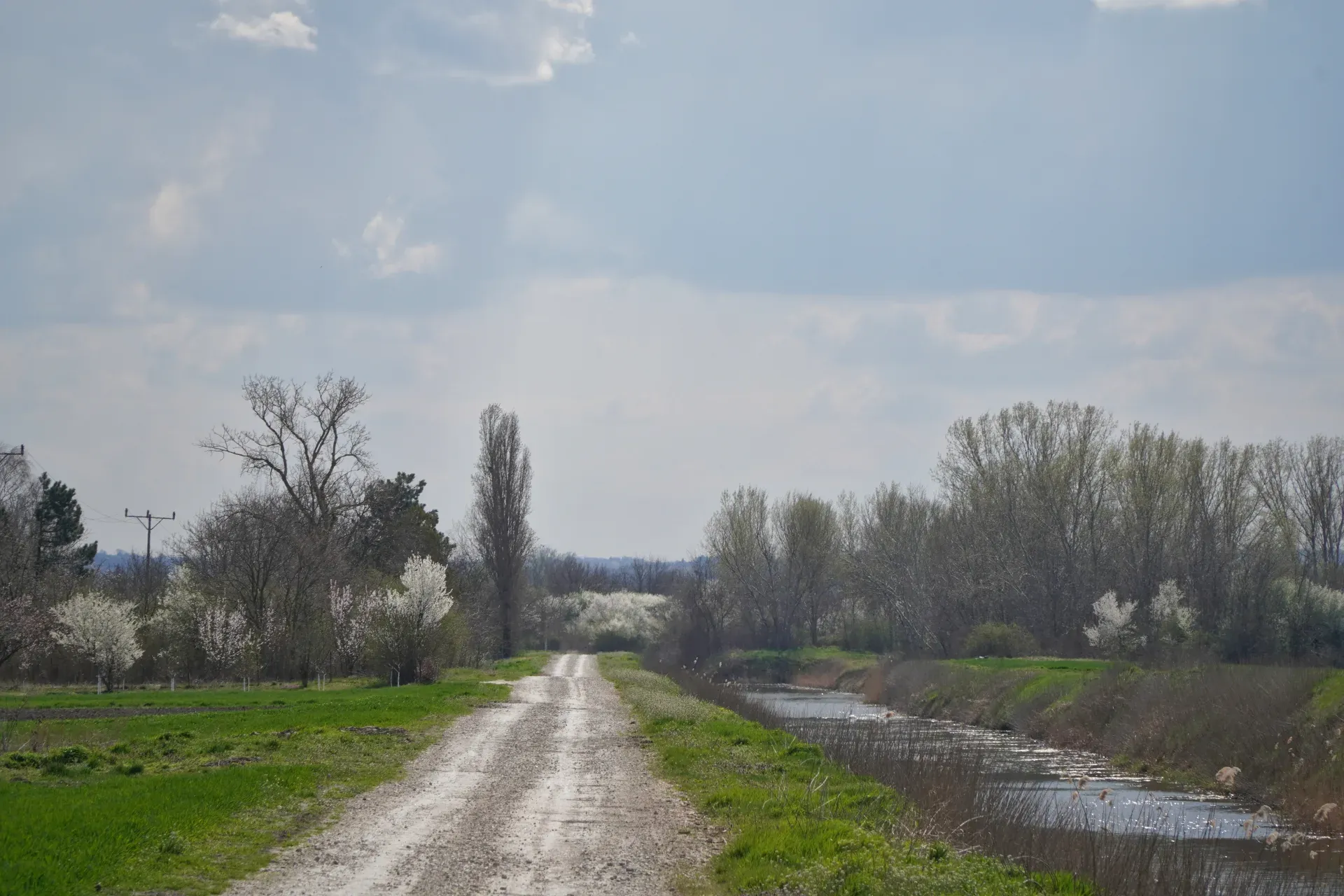 Une route de gravier sinueuse traverse un paysage rural en Serbie, avec des arbres fruitiers en fleurs des deux côtés et un canal sur la droite.