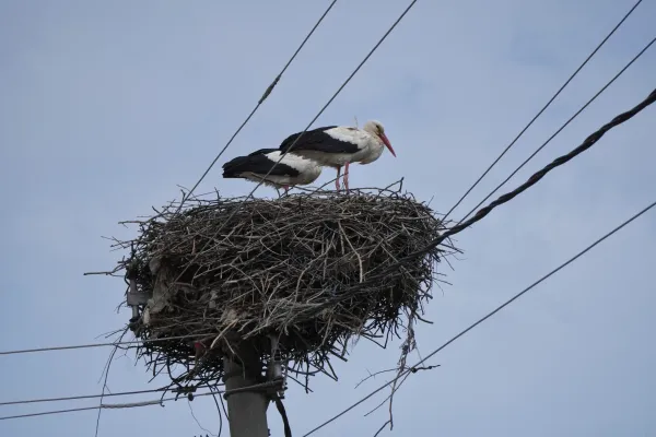 Zwei Störche in einem großen Nest aus Zweigen, das auf einem Strommast in Požarevac, Serbien, steht. Stromleitungen verlaufen über und um das Nest herum, mit einem bewölkten Himmel im Hintergrund.