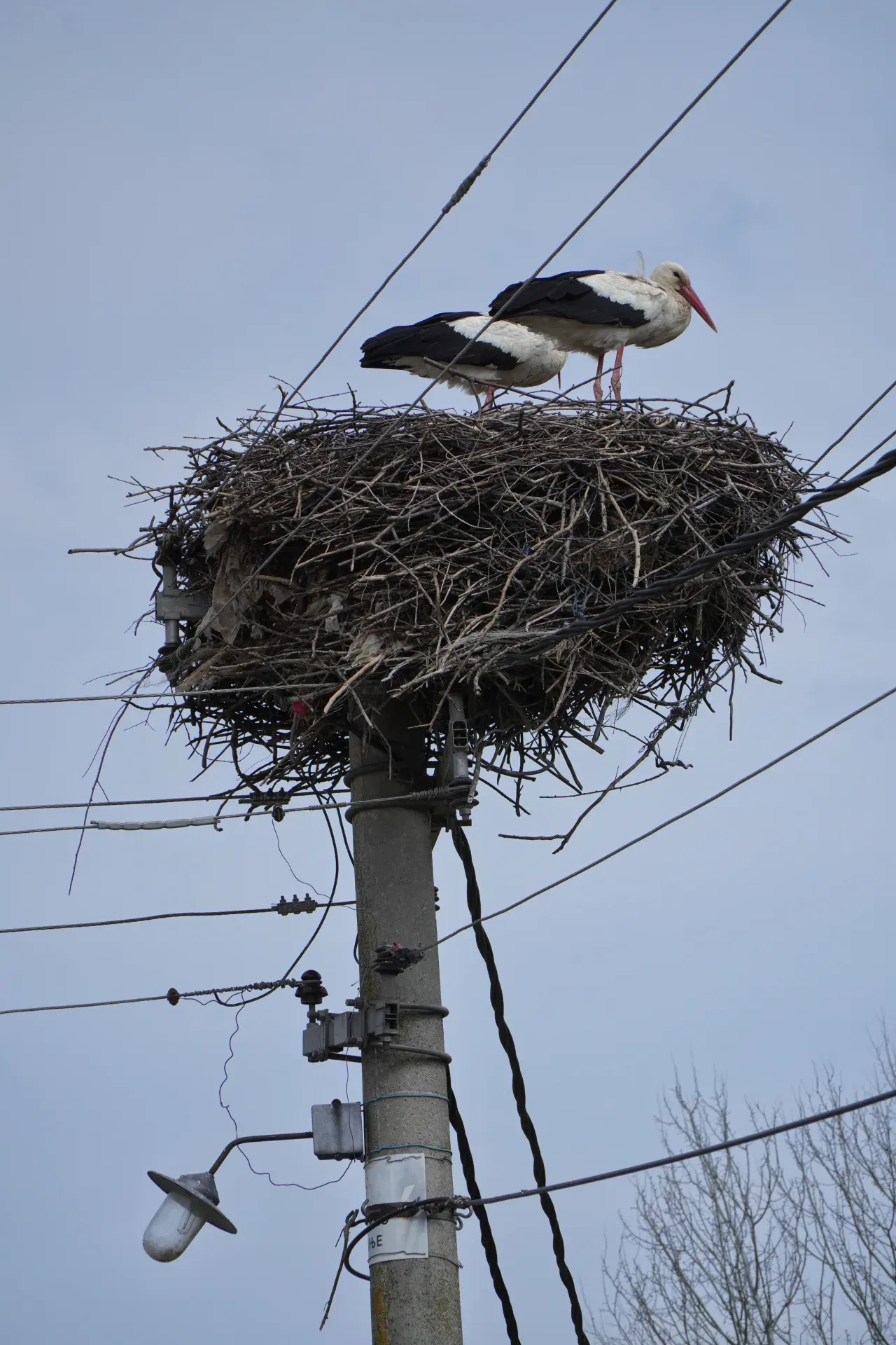 Two white and black storks are standing and resting in and on a large, bushy stork's nest built on a concrete utility pole with many wires in Požarevac, Serbia.