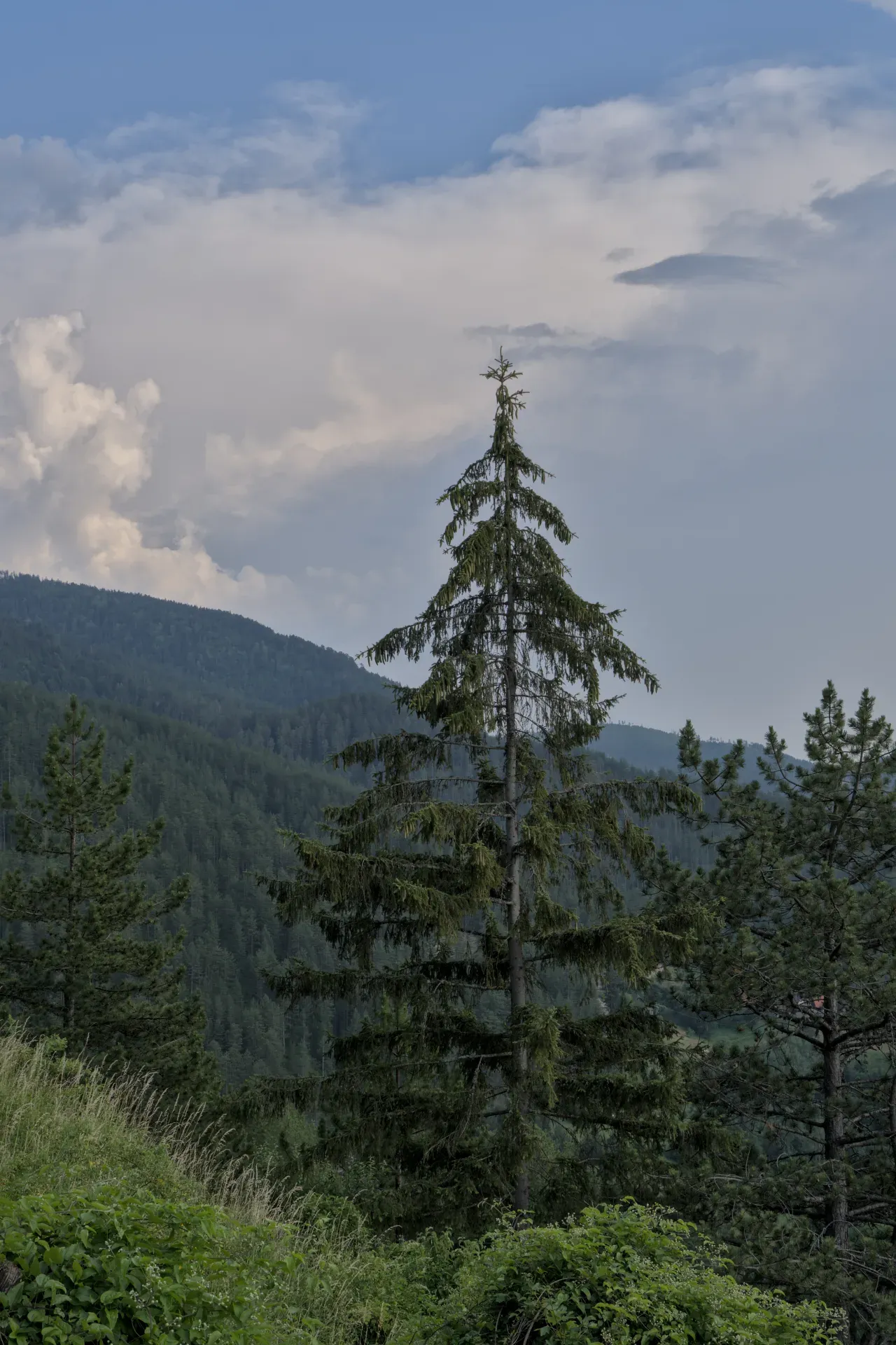Un grand sapin solitaire se dresse au premier plan avec une forêt verte dense à l'arrière-plan sur les collines sous un ciel nuageux dans le parc national de Tara, Serbie.