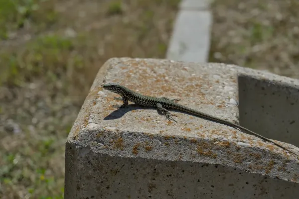 Eine grüne Eidechse ruht auf einem steinernen Sockel auf der Insel San Michele.