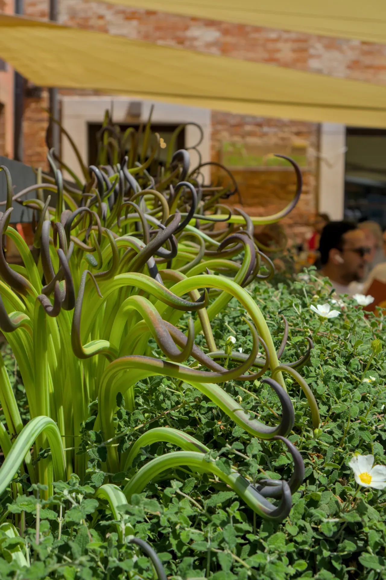 An artistic glassblowing sculpture in green and purple, inspired by Murano, nestled in lush greenery with small white flowers.