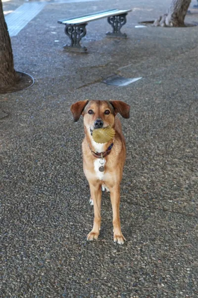 Un chien brun aux oreilles tombantes se tient sur un chemin de gravier à Gên, Italie, tenant une balle jaune piquante dans sa gueule et regardant directement l'objectif. Des bancs de parc et des arbres sont visibles en arrière-plan flou.