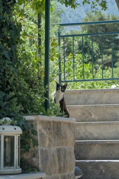 Un gatto bianco e nero siede su scale di pietra a Kotor, circondato da una vegetazione lussureggiante.