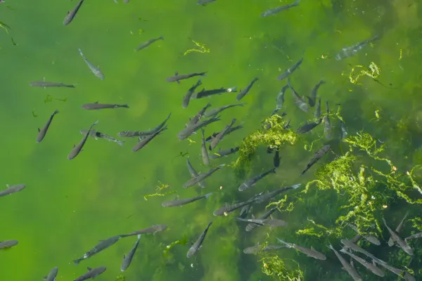 Grandi pesci, probabilmente pesci gatto, in un canale vicino alle antiche mura della città di Cattaro.