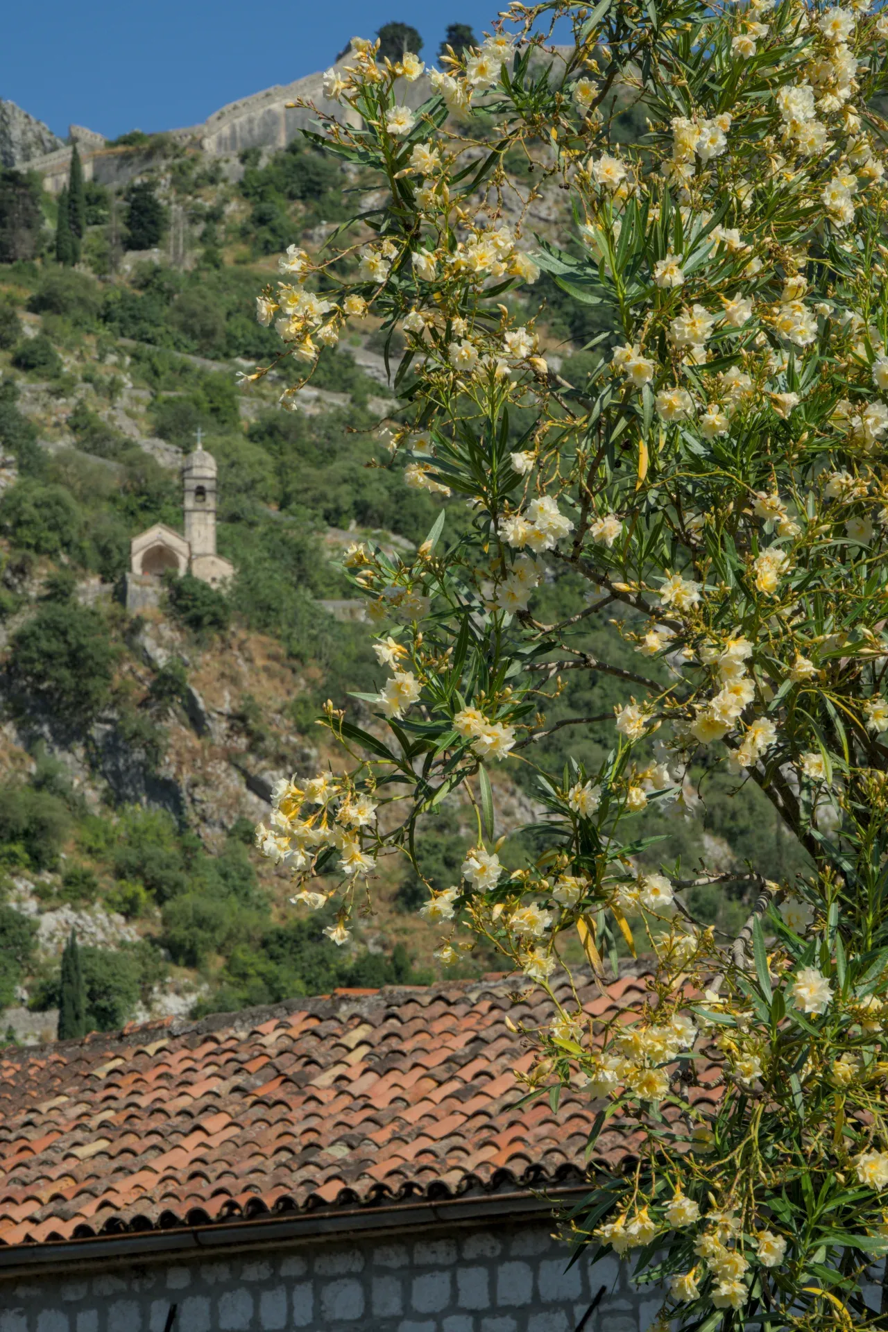 Ein Porträtbild von blühendem Oleander im Vordergrund mit einer alten Steinkirche und Festungsmauern auf einem grünen Hügel im Hintergrund in Kotor, Montenegro.