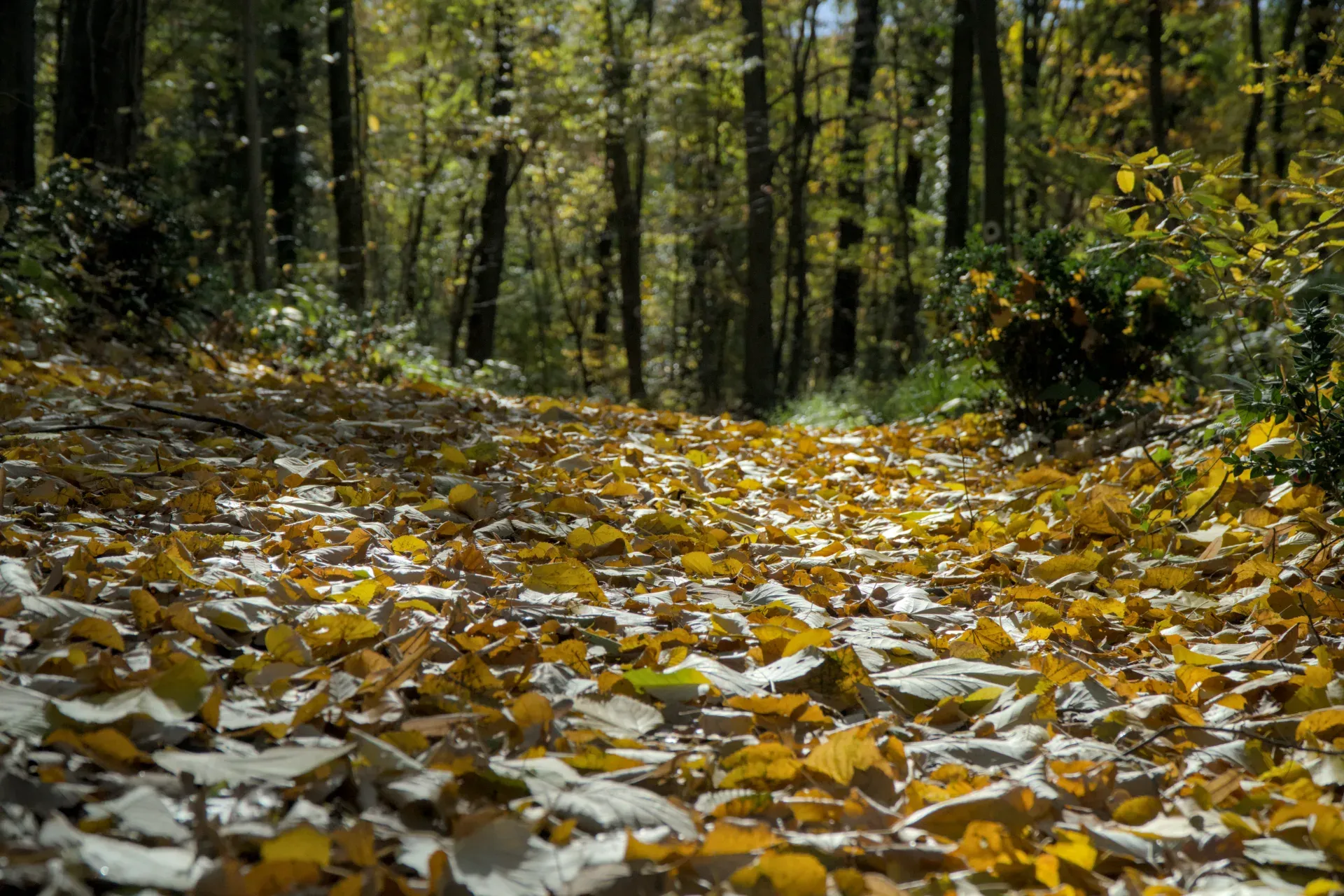 A path covered with golden autumn leaves in the forest, sunlight filtering through the trees