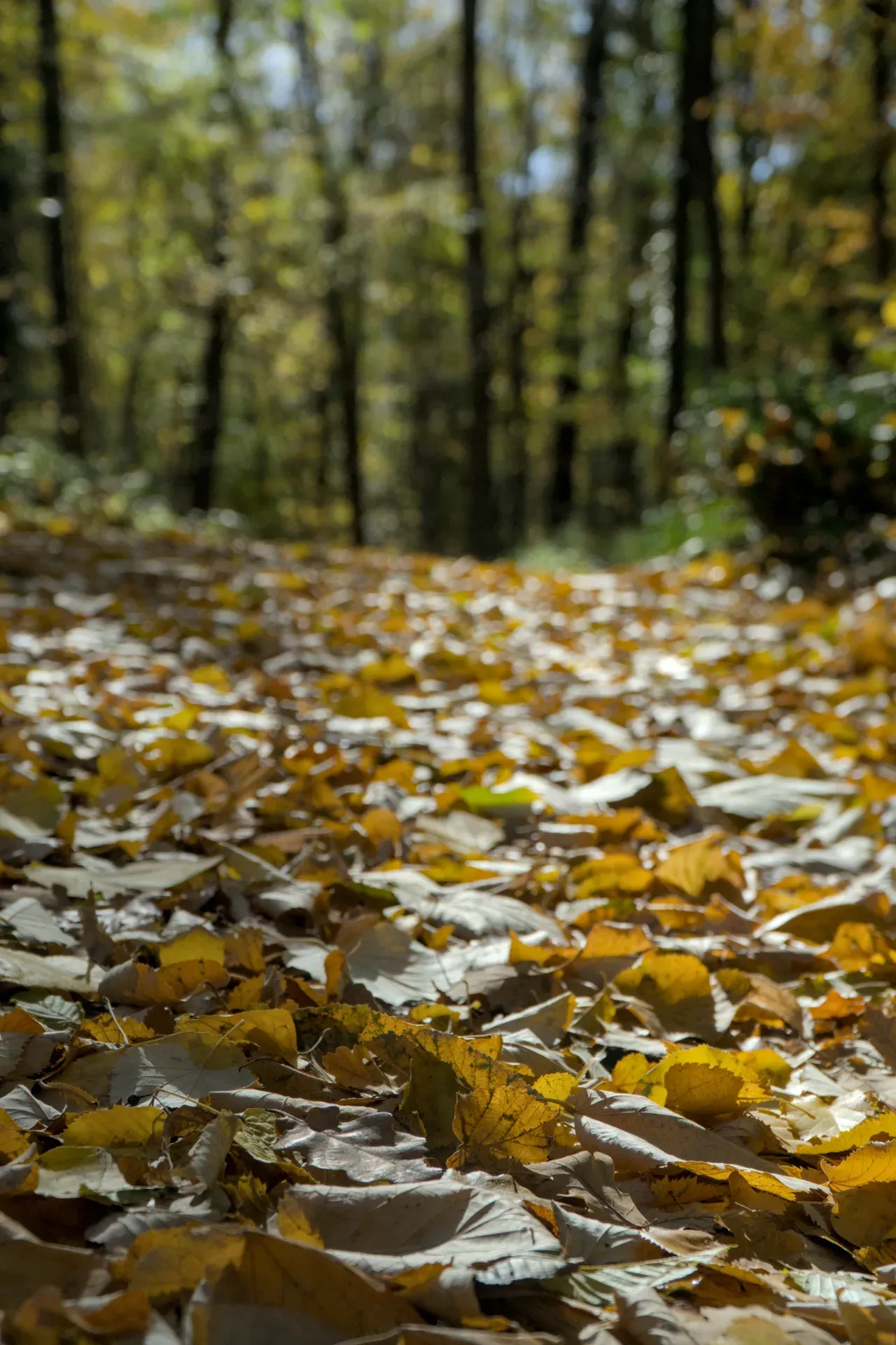 An autumnal forest path covered with golden leaves, taken in Fruška Gora, Serbia.