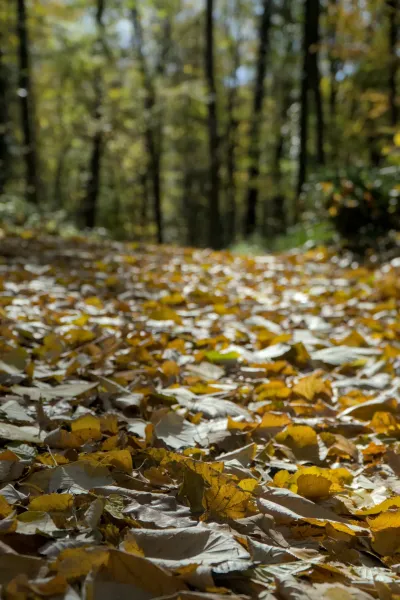 Un sendero forestal otoñal cubierto de hojas doradas, tomado en Fruška Gora, Serbia.