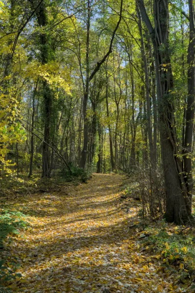 Un sendero cubierto de hojas doradas de otoño serpentea a través de un bosque con follaje vibrante.