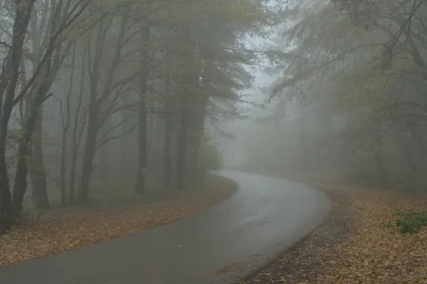 Eine neblige Straße auf dem Fruška Gora Weg in Serbien mit Herbstlaub und Bäumen.