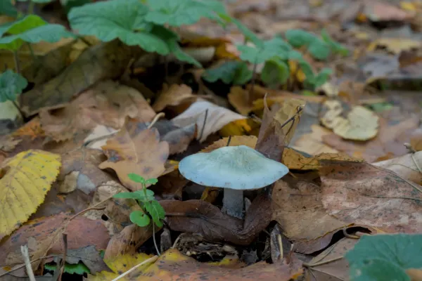 Türkiser Pilz inmitten herbstlichen Laubes, ein Kunstwerk mit "Herbstpalette".