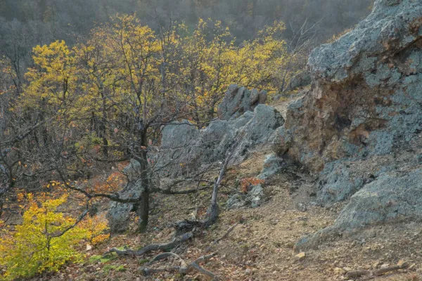Herbstliche Baumkronen mit gelbem Laub neben rauen, bemoosten Felsen am Hang der Fruska Gora.
