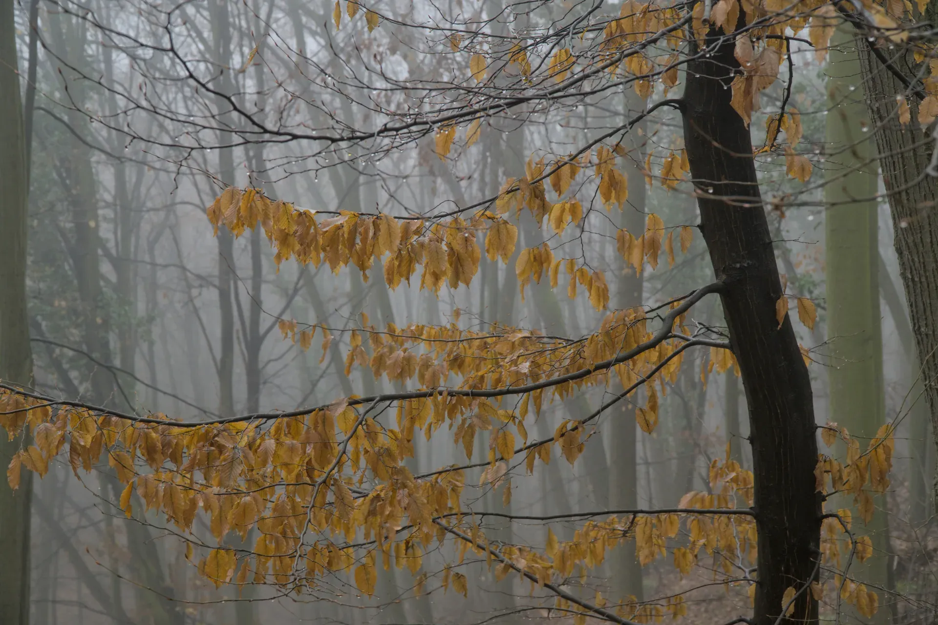 Goldene Blätter an Bäumen in einem nebligen Herbstwald auf der Fruška Gora, Serbien.