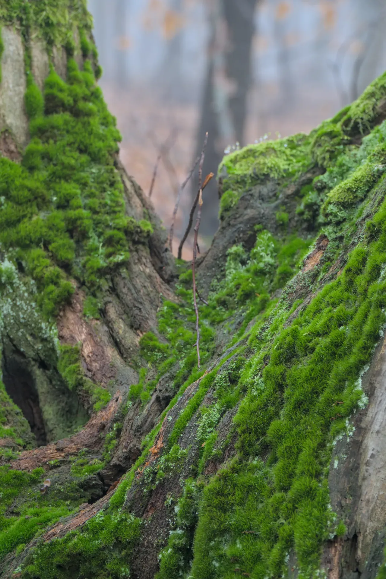 Une souche d'arbre recouverte de mousse se dresse dans une forêt d'automne brumeuse.