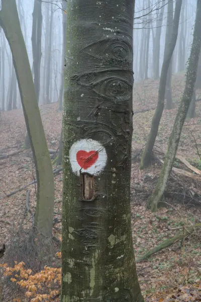 Ein Baum mit einer aufgemalten Augenform und einem roten Herz im nebligen Wald von Fruska Gora.