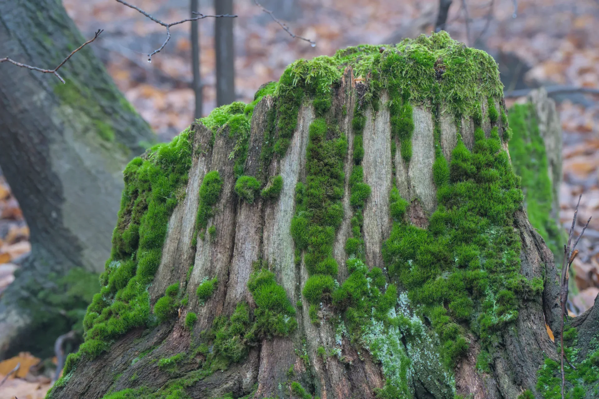 Souche d'arbre recouverte de mousse à Fruška Gora, Novi Sad.