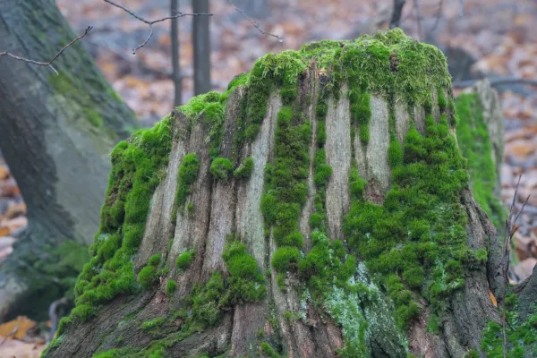Ceppo d'albero ricoperto di muschio a Fruška Gora, Novi Sad.