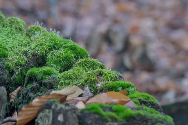 Ein moosbedeckter Stein mit Tautropfen im „Fruška Gora“-Wald, Serbien.