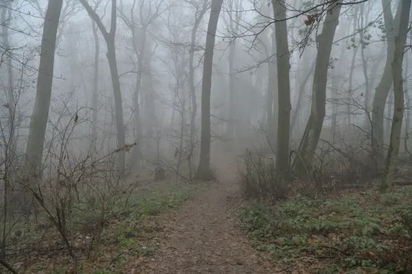 Dichter Nebel im herbstlichen Wald auf Fruška Gora mit einem schmalen Pfad, der sich durch kahle Bäume schlängelt.