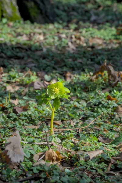 Eine grüne Frühlingsblüte, zart auf einem bemoosten Waldboden im Porträtformat, mit dem Titel 'Frühlingsblüte auf Fruška Gora'.
