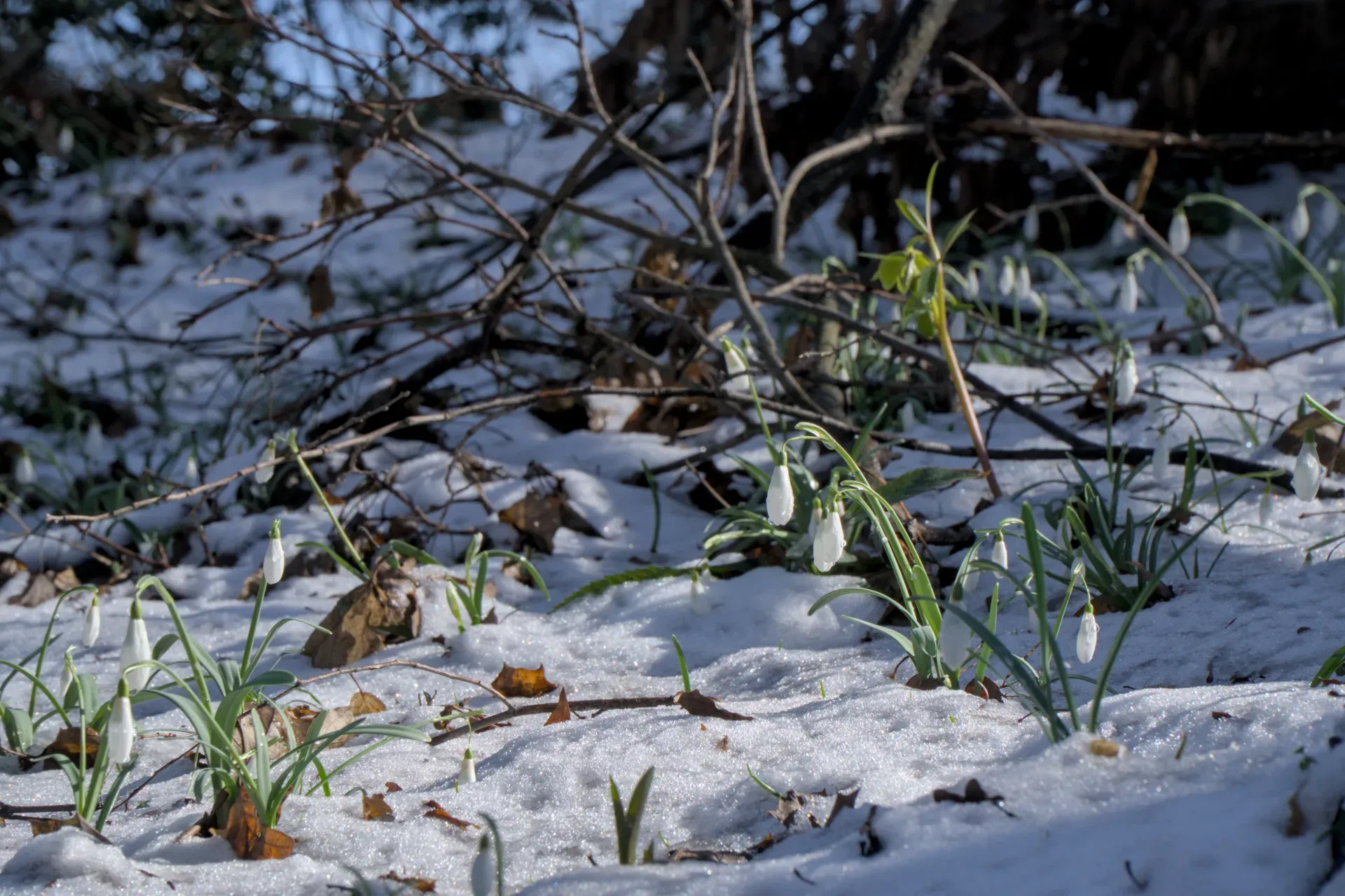 Snowdrops in a clearing in the spring forest on Fruska Gora, Serbia, with melting snow.
