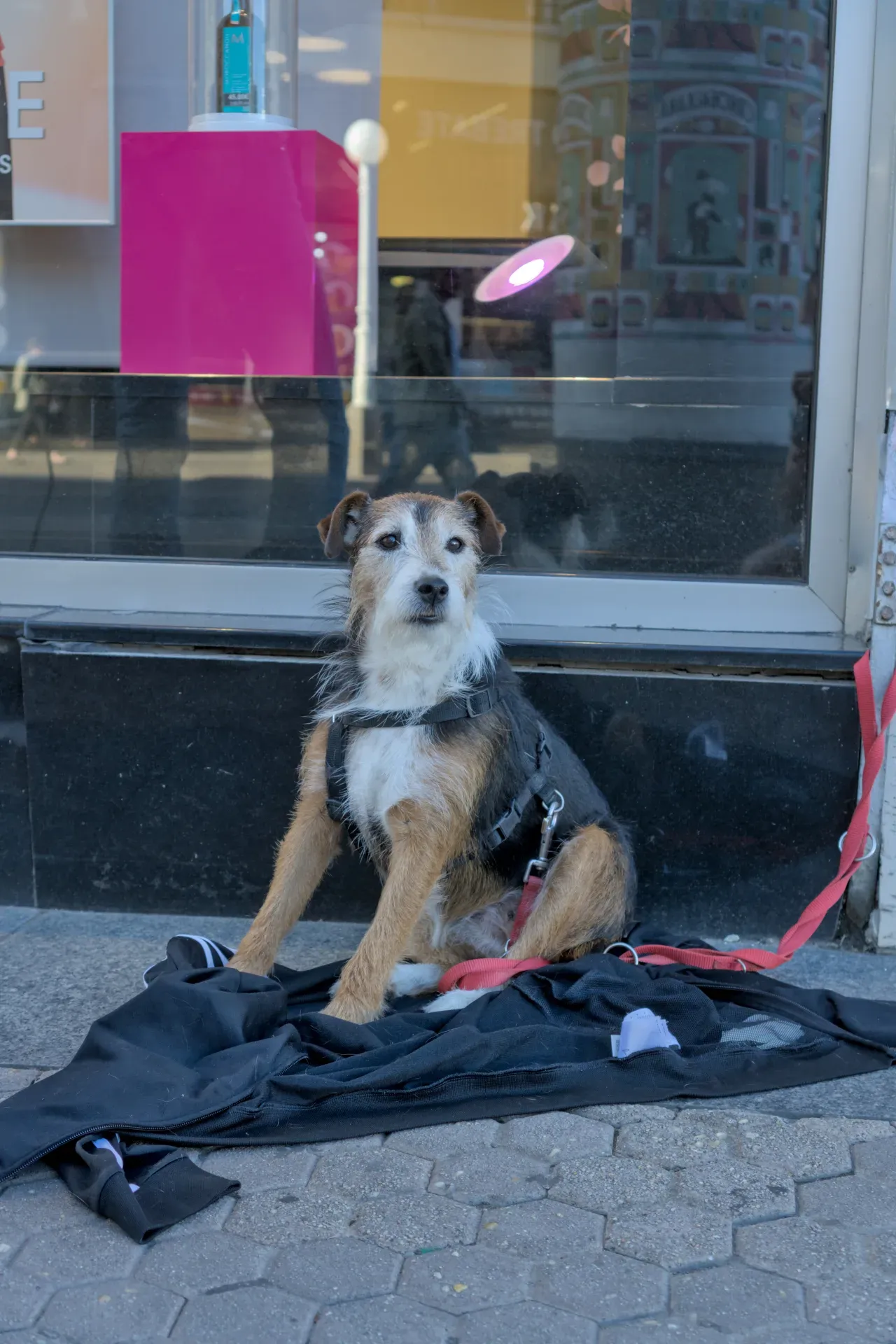 A small, wiry dog wearing a harness waits patiently in front of a shop in Zagreb.
