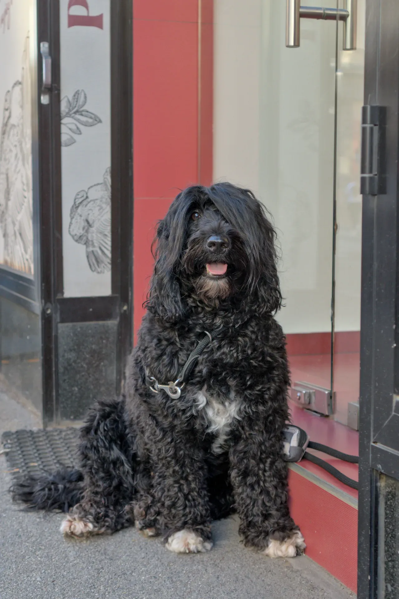 Un chien noir à poils longs assis devant une porte rouge à Zagreb, Croatie, avec une expression espiègle.