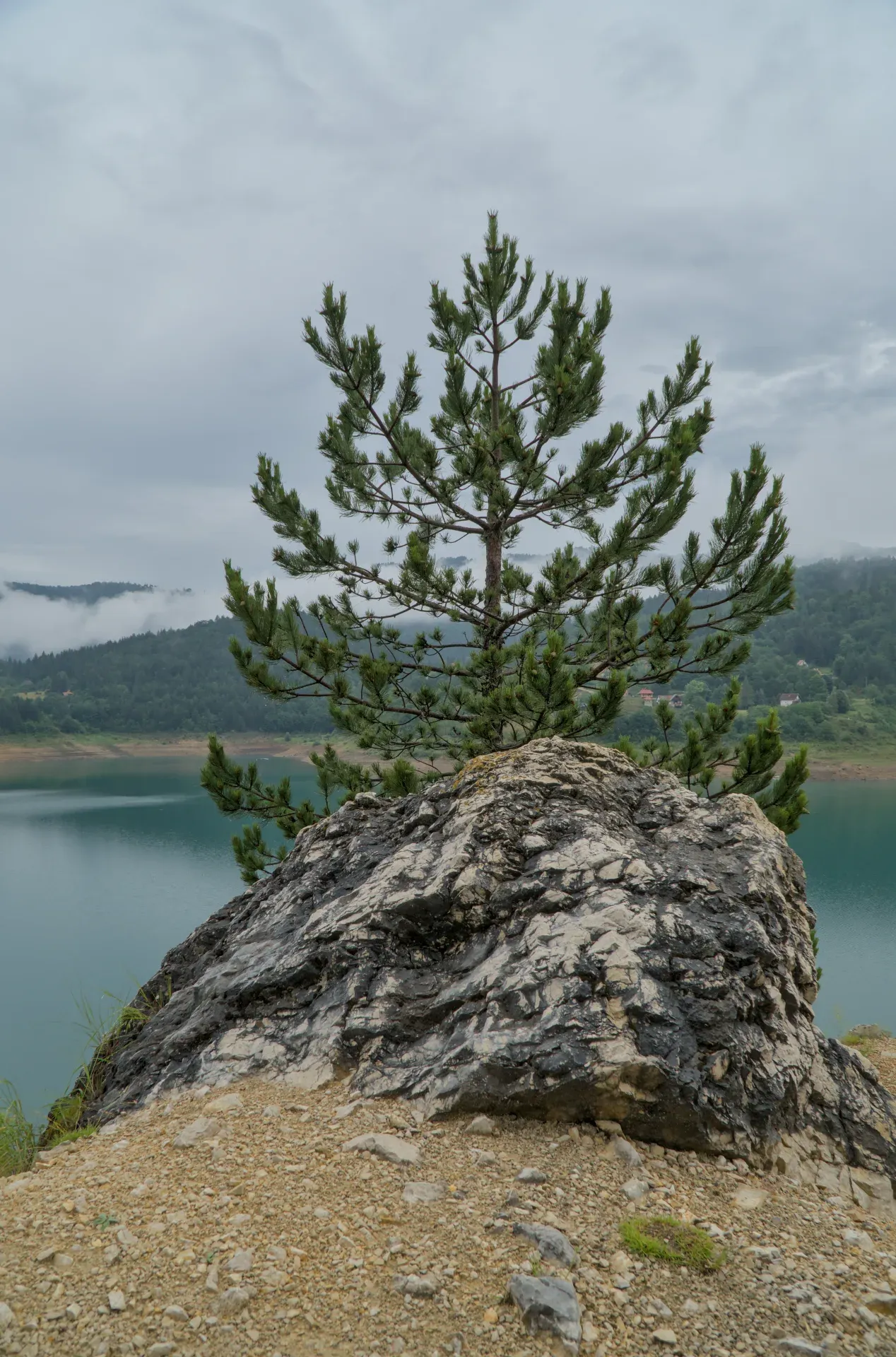 Usamljeno drvo bora raste iz kamenite izbočine iznad tirkiznih voda Zaovinskog jezera.