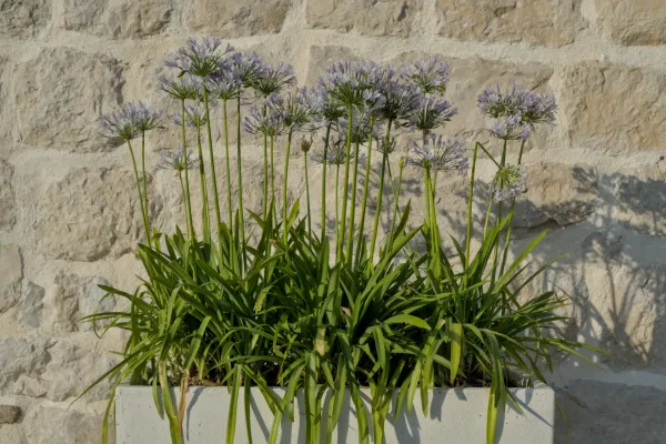 Delicati fiori viola al tramonto contro un muro di pietra a Perast, Kotor.