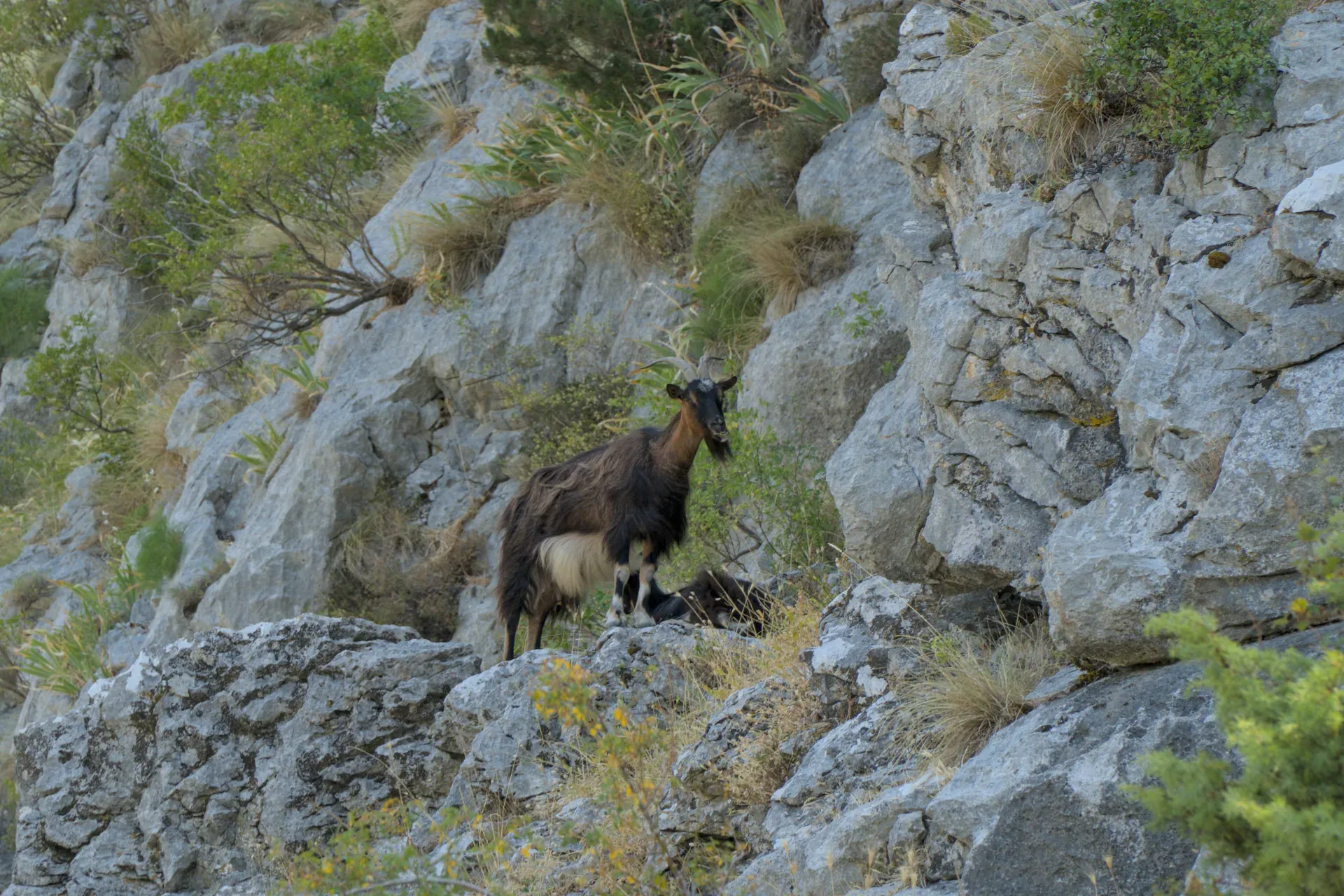 Une chèvre de montagne brune se tient sur un sommet rocheux, entourée de végétation, dans les montagnes de Kotor, Monténégro.