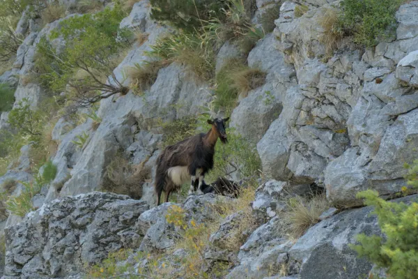 A brown mountain goat stands on a rocky summit, surrounded by vegetation, in the mountains of Kotor, Montenegro.