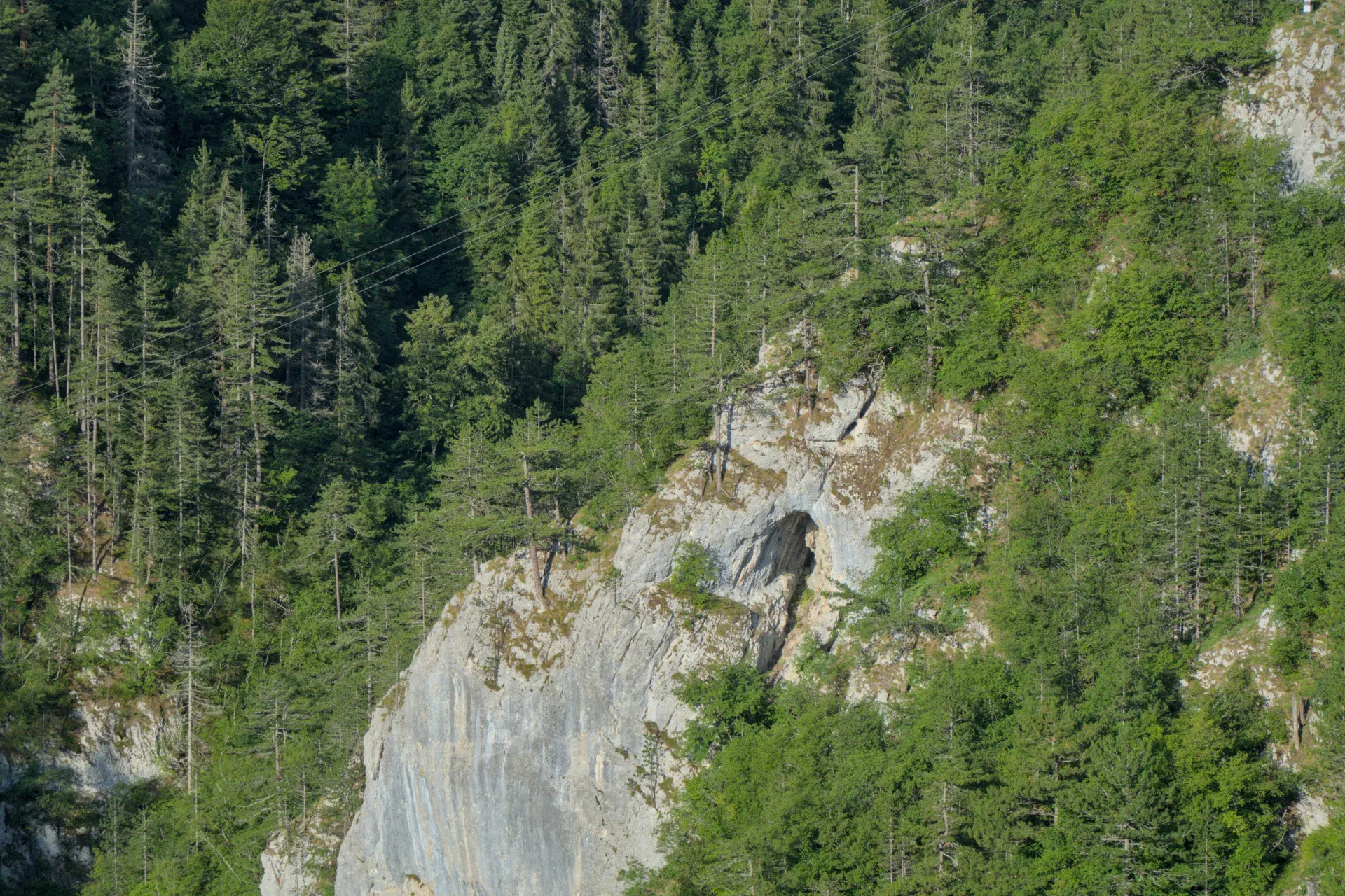 Épicéas de Pančić s'accrochant à une falaise rocheuse dans une forêt verte du Parc National de Tara, en Serbie.