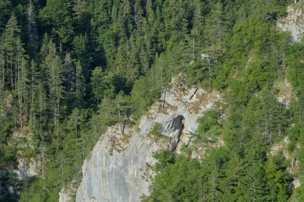 Pančić-Fichten auf einer felsigen Klippe im grünen Wald des Tara Nationalparks, Serbien.