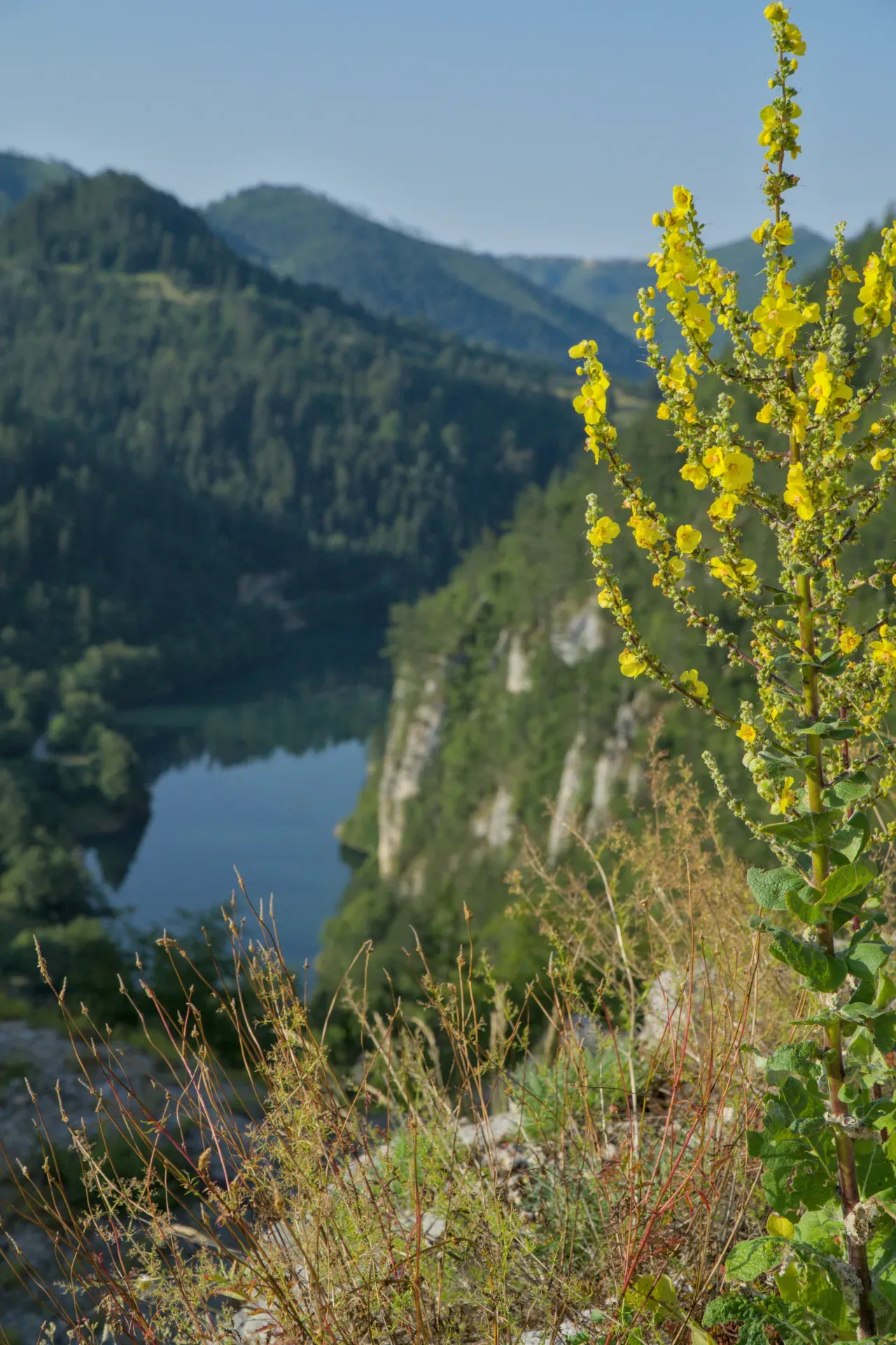 View of Spajiči from Lazic Dam, Zaovine, Serbia, featuring a vibrant yellow mullein plant and a scenic mountain lake.