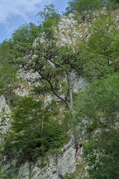 Eine Kiefer wächst aus einem felsigen Hang in Zaovine, Serbien, mit üppigem Grün.