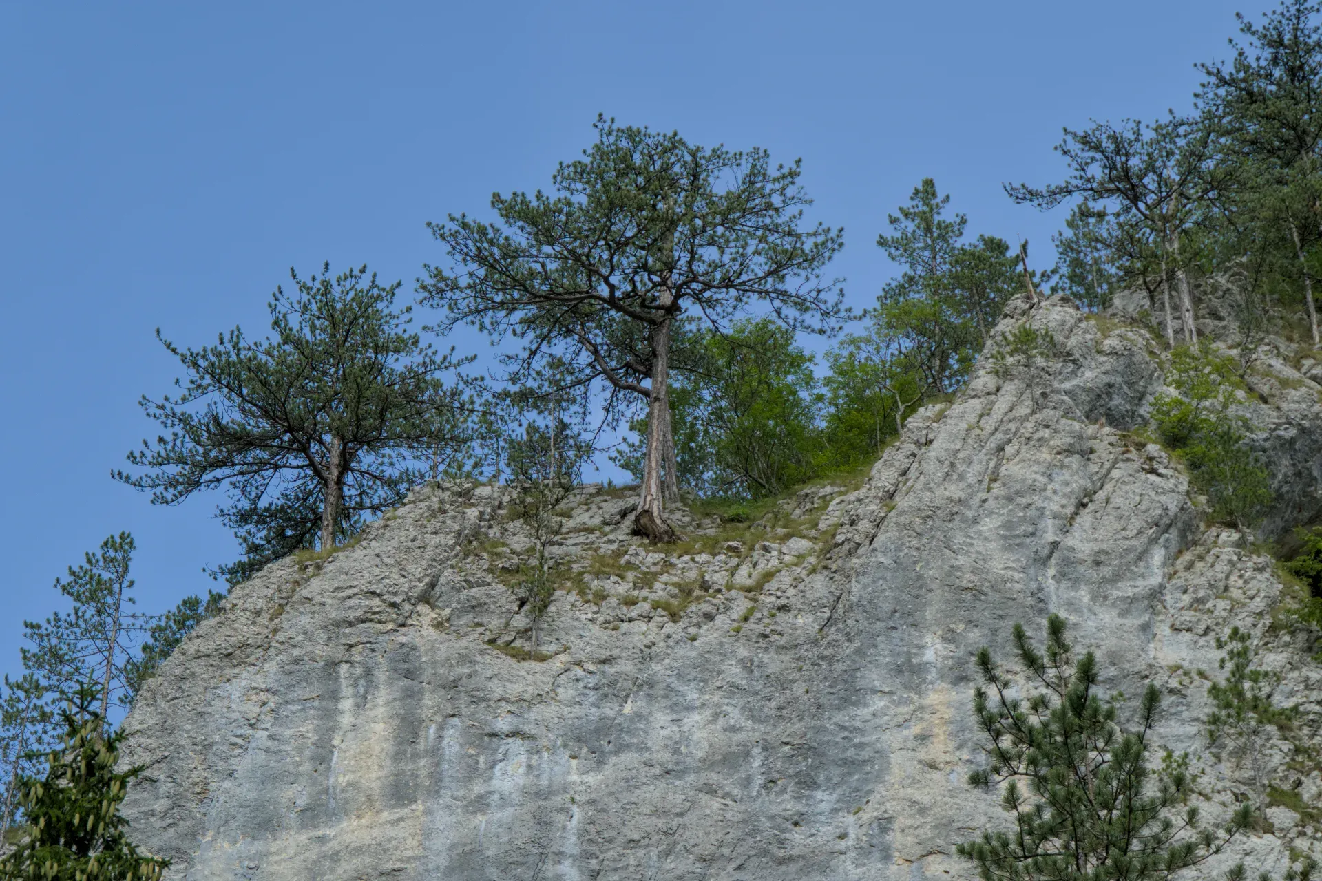 Kiefern wachsen aus einer felsigen Klippe im Nationalpark Tara, Serbien, vor blauem Himmel.