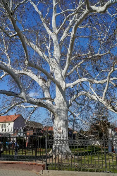 El famoso árbol de plátano en Sremski Karlovci en primavera, con corteza blanca y muchas ramas contra un cielo azul.