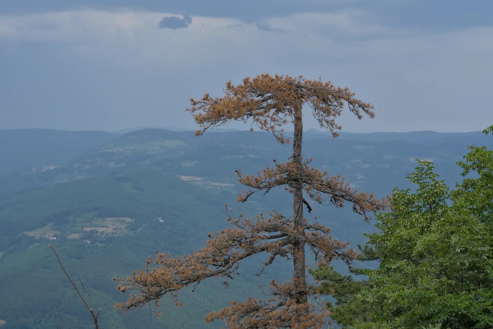 Fine Art Fotografie von Banska Stena mit einem einzelnen, trockenen Baum vor einer üppigen Berglandschaft im Tara Nationalpark, Serbien.