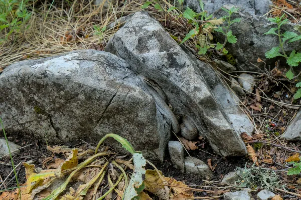 Eine Schönschlange (Medjanka) versteckt sich zwischen grauen Felsen auf dem Banská Stena im Tara Nationalpark.