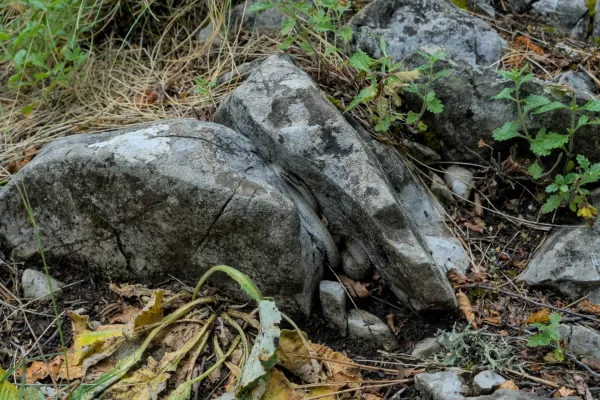 Eine Schlingnatter tarnt sich perfekt zwischen den grauen Felsen des Nationalparks Tara, Serbien.